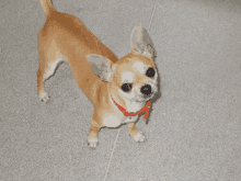 a small chihuahua wearing a red collar is standing on a carpet