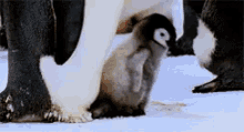 a penguin standing next to a baby penguin