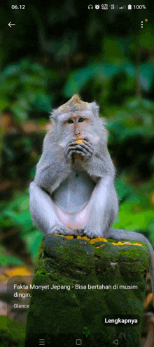 a monkey is sitting on a mossy rock eating something