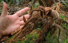 a person holding a spider in their hand