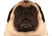 a close up of a pug dog 's face with a white background