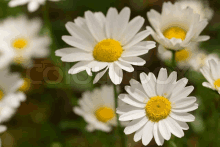 a bunch of daisies with a yellow center