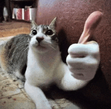 a cat is giving a thumbs up while laying on the floor .