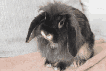 a rabbit with long ears is sitting on a blanket