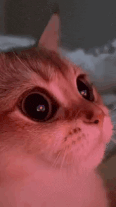 a close up of a cat 's face with a pink light shining on its eyes .