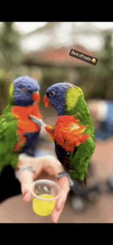 a person is feeding two colorful parrots with a cup of food