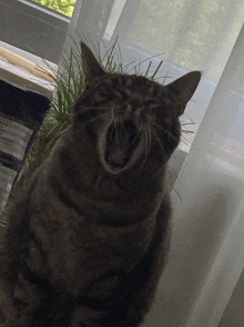 a cat yawning with its mouth wide open in front of a window