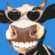 a cow wearing heart shaped sunglasses looks at the camera