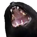 a black cat is yawning with its mouth open