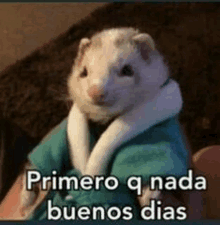 a hamster is wearing a robe and a scarf and says primero q nada buenos dias .