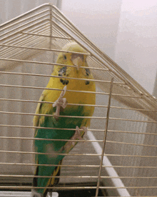 a yellow and green parakeet is sitting in a wire cage