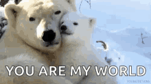 two polar bears hugging each other in the snow with the words `` you are my world '' above them .