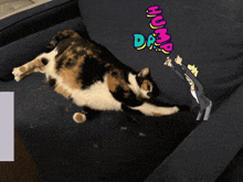 a calico cat laying on a couch with the words hump day written on it