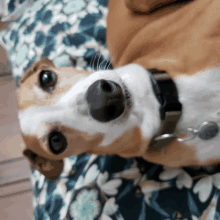 a brown and white dog with a green collar is laying on its back