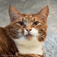 a close up of an orange and white cat laying on a carpet with past ylangie written on the bottom right