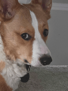 a brown and white dog with a black collar looks at the camera