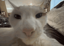 a close up of a white cat 's face with a clock on the wall behind it