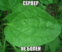 a large green leaf with a caption that says server