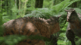 a couple of dinosaurs standing in the woods looking at each other