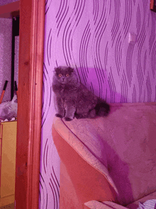 a cat is sitting on a couch in front of purple wallpaper