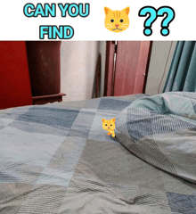 a picture of a cat on a bed with the words can you find above it
