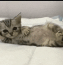 a kitten laying on its back on a bed .