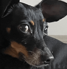 a close up of a black and brown dog 's face looking at the camera