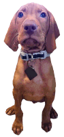 a brown dog wearing a black and white collar with a tag that says ' i 'm a dog ' on it