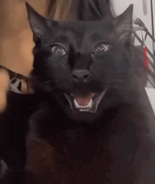 a close up of a black cat making a funny face with its mouth open .