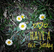 a picture of daisies in the grass with the words have a nice sunday