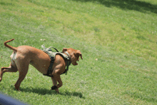 a small brown dog wearing a harness and a water bottle is running in the grass