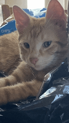 a cat laying next to a bag that says chips on it