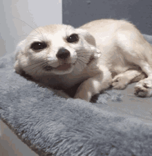 a close up of a dog laying on a blanket