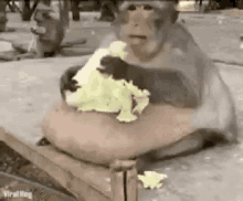 a monkey is sitting on a wooden table eating a piece of food .