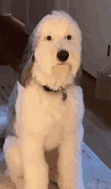 a white dog with a black collar is sitting on a table .