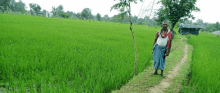 a man standing on a dirt path in a field of green grass