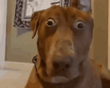 a brown dog with a surprised look on its face .