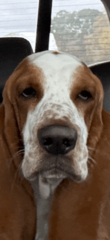 a brown and white dog is sitting in a car