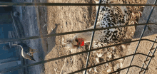 a chicken with a red beak behind a fence