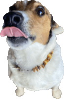 a brown and white dog with its tongue hanging out wearing a necklace