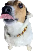 a brown and white dog with its tongue hanging out wearing a necklace