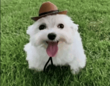 a small white dog wearing a cowboy hat is standing in the grass with its tongue hanging out .