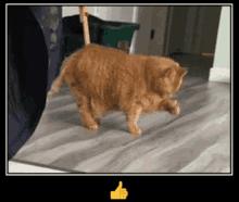 a cat is walking on a wooden floor with a thumbs up sign above it