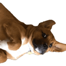 a brown and white dog is laying down on its back