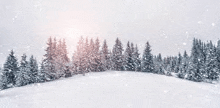 a snowy forest with trees covered in snow