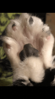 a close up of a cat 's paw with a black spot