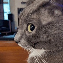 a close up of a cat 's face with a blurred background