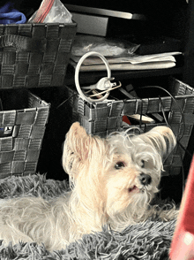 a small white dog is laying on a fluffy blanket next to a basket full of wires