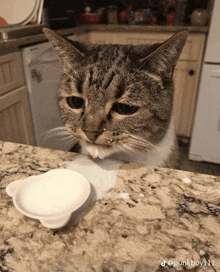 a cat sitting on a counter next to a bowl of liquid