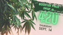 a picture of a marijuana plant with a sign that says `` 420 '' .